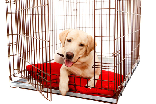 cultured wags swag, cws, blog post, sharon a. keyser, dog in crate
