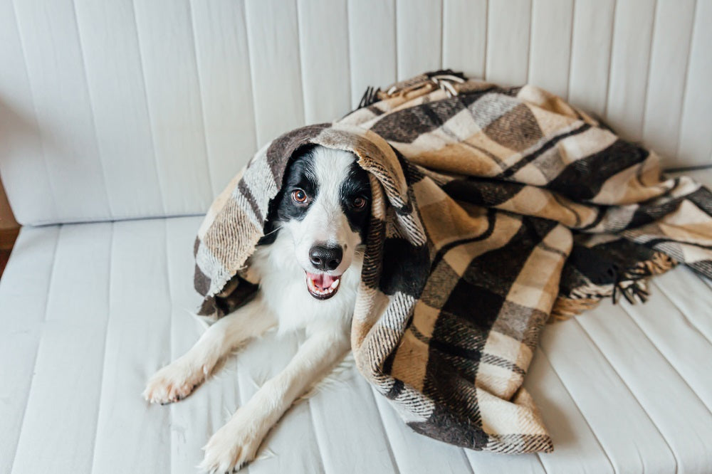 Is Your Dog Cold?