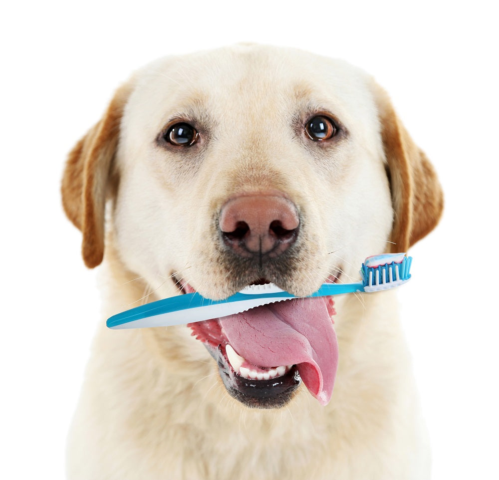 Should You Brush Your Dog's Teeth?